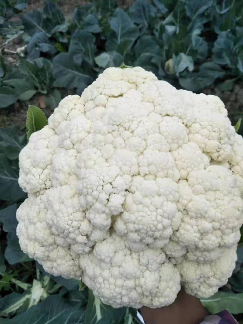 75天有机菜花苗80菜花苗花椰菜苗单球重2kg以上