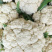 75天有机菜花苗80菜花苗花椰菜苗单球重2kg以上