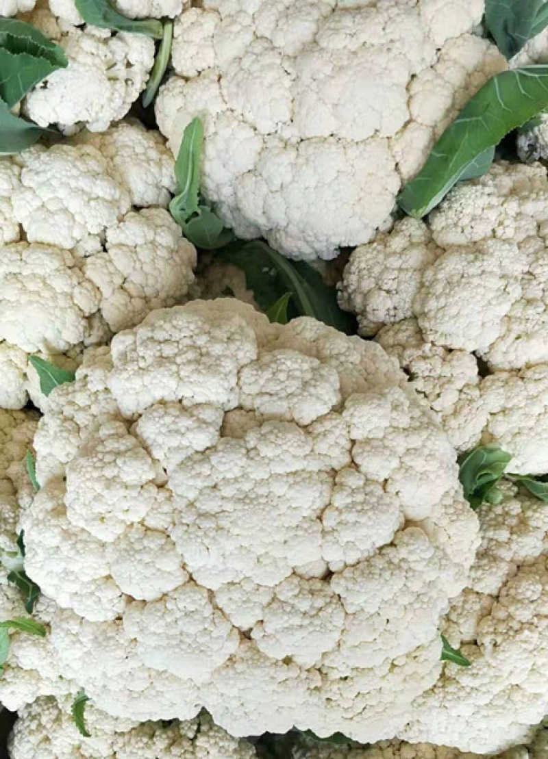 75天有机菜花苗80菜花苗花椰菜苗单球重2kg以上
