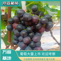 【货源充足】京亚葡萄良心买卖换位思考，藤稔葡萄全国发货