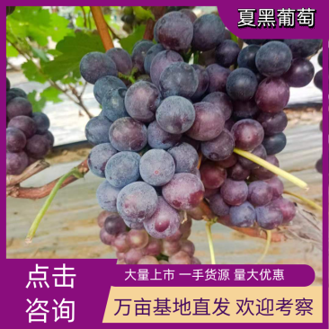 【热卖】葡萄甜葡萄山东临沂藤稔葡萄产地直供一手货源