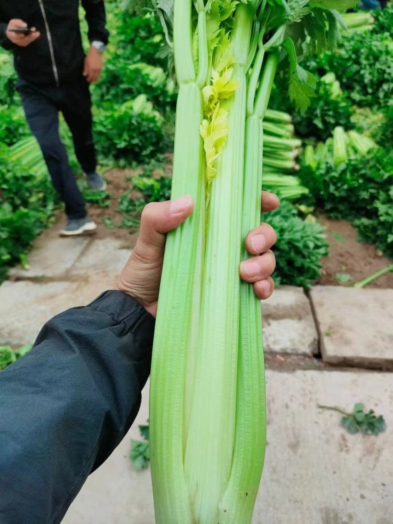 精品芹菜新鲜西芹大量上市产地一手货源商超品质