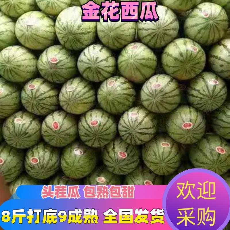 【热卖】宁夏金花一号西瓜，8斤打底9成熟头茬瓜包熟包甜