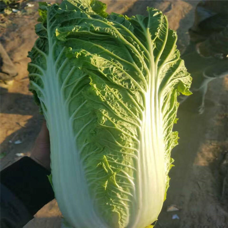 绿优三号白菜种子北京新三号白菜种子冬储大白菜种子面积种植