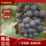 【精品夏黑】河南洛阳优质夏黑葡萄，产地直销大量供应中