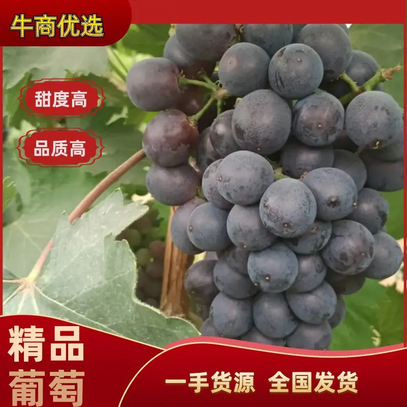 【精品夏黑】河南洛阳优质夏黑葡萄，产地直销大量供应中