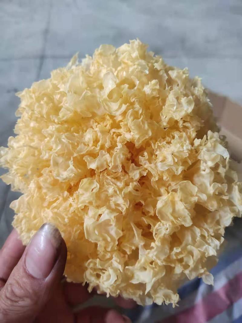 【有好货】古田活银耳-鲜银耳-独立包装质量保障现货
