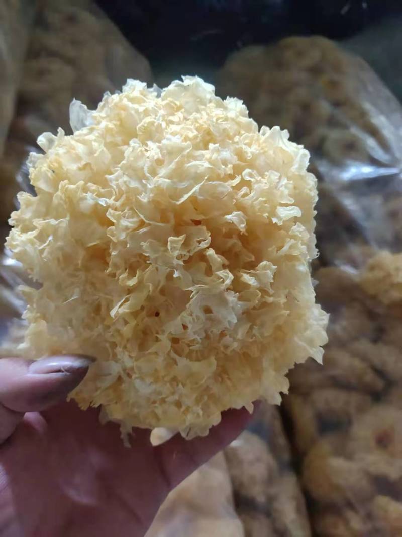 【有好货】古田活银耳-鲜银耳-独立包装质量保障现货