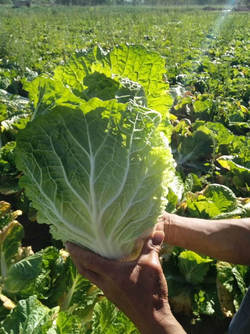 河北大白菜净菜4~6斤基地直供现货现发欢迎咨询合作