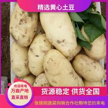 河南开封黄心土豆产地直供大量有货，量大从可视频！