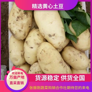 河南开封黄心土豆产地直供大量有货,量大从可视频看货!