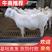 【养殖场直销】美国白山羊母羊孕羊免费送货送种公羊