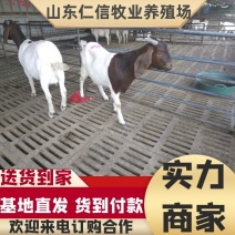 波尔山羊羊羔免费送货货到付款包成活价格便宜