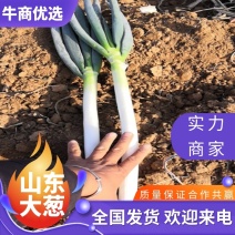 山东铁杆大葱，百亩大葱种植户面积大，质量保证，信誉可靠