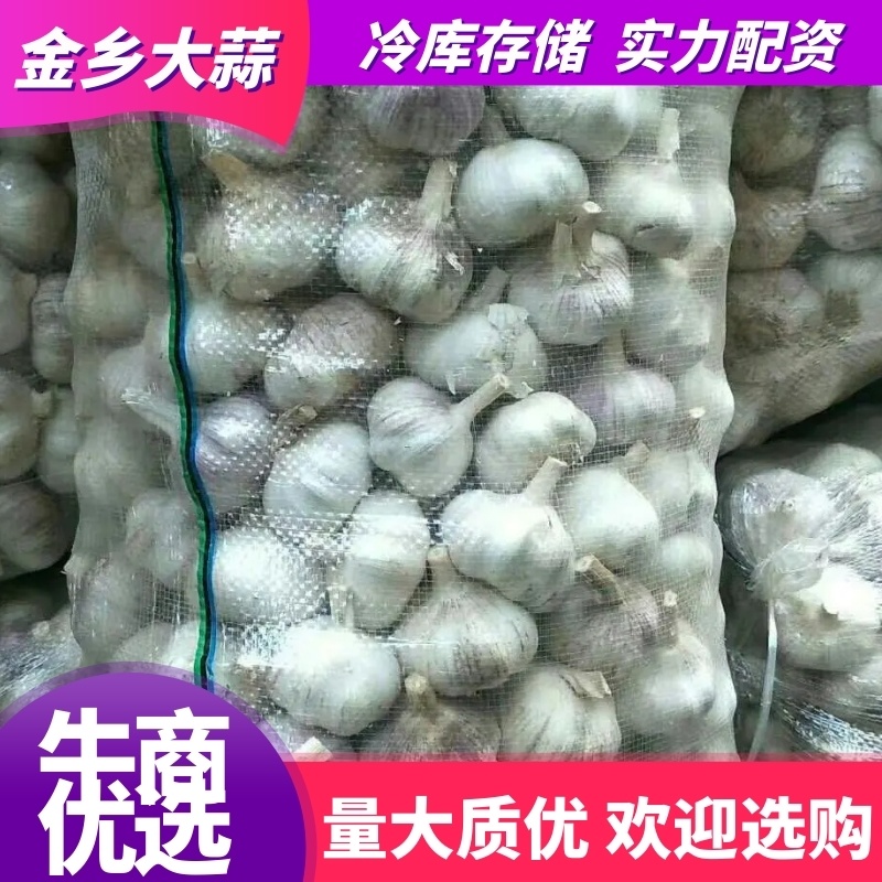 【冷库出租专业储存金乡大蒜代收代存实力配资行情分析及加工