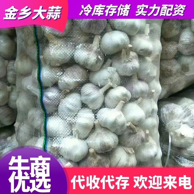 专业储存金乡大蒜！专业代收！冷库出租实力配资诚信合作