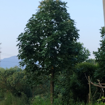 【马褂木】基地常年有货，现挖现发，可先视频看货