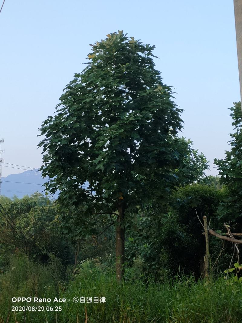 【马褂木】基地常年有货，现挖现发，可先视频看货