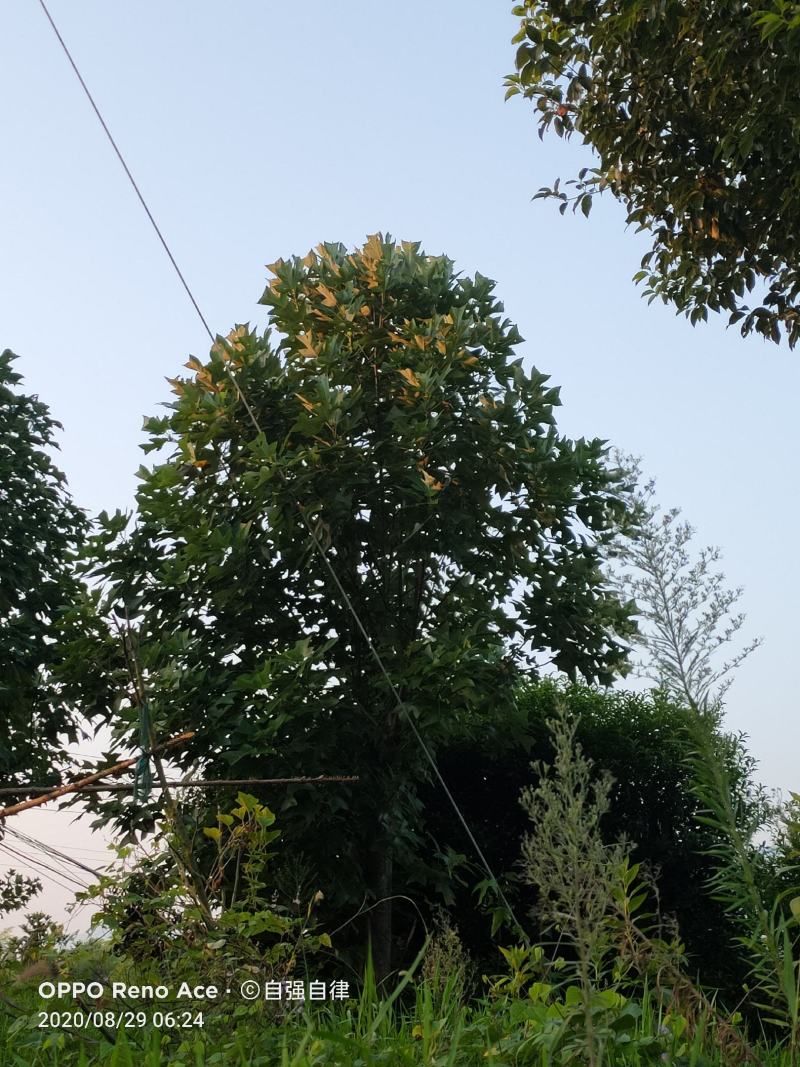 【马褂木】基地常年有货，现挖现发，可先视频看货