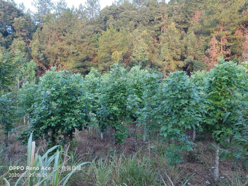 【马褂木】基地常年有货，现挖现发，可先视频看货