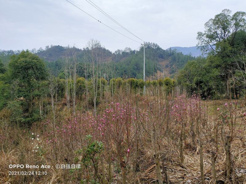 8-10公分白玉兰树苗基地大量有货，技术指导包成活
