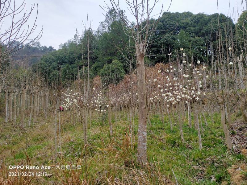 8-10公分白玉兰树苗基地大量有货，技术指导包成活