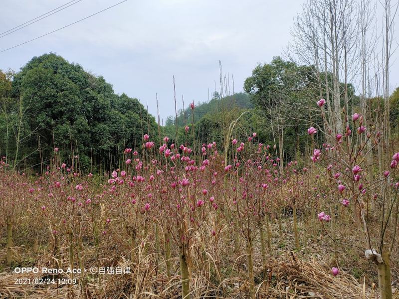 【白玉兰】玉兰树现挖现发，长势好，根系发达，欢迎合作