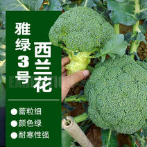 雅绿3号秋季耐寒西兰花种子中熟偏晚青花菜品种