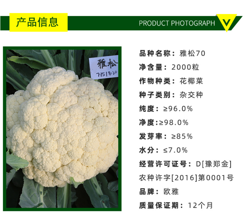 雅松70秋季青梗松花菜品种圆整厚实花梗嫩绿米粒细