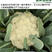 雅松70秋季青梗松花菜品种圆整厚实花梗嫩绿米粒细