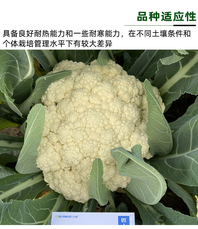 雅松70秋季青梗松花菜品种圆整厚实花梗嫩绿米粒细