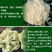 雅松70秋季青梗松花菜品种圆整厚实花梗嫩绿米粒细