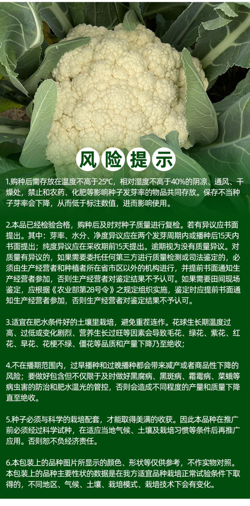 雅松70秋季青梗松花菜品种圆整厚实花梗嫩绿米粒细