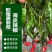 大黑欧雅黑翡翠薄皮辣椒种子北方秋季南方秋冬种植