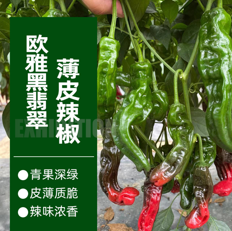 大黑欧雅黑翡翠薄皮辣椒种子北方秋季南方秋冬种植