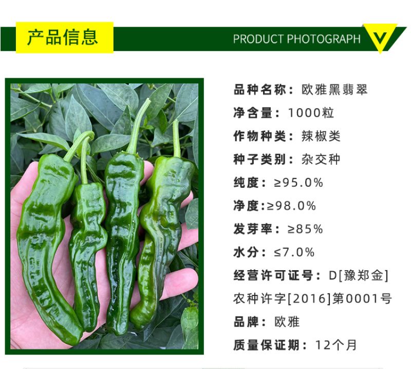 大黑欧雅黑翡翠薄皮辣椒种子北方秋季南方秋冬种植