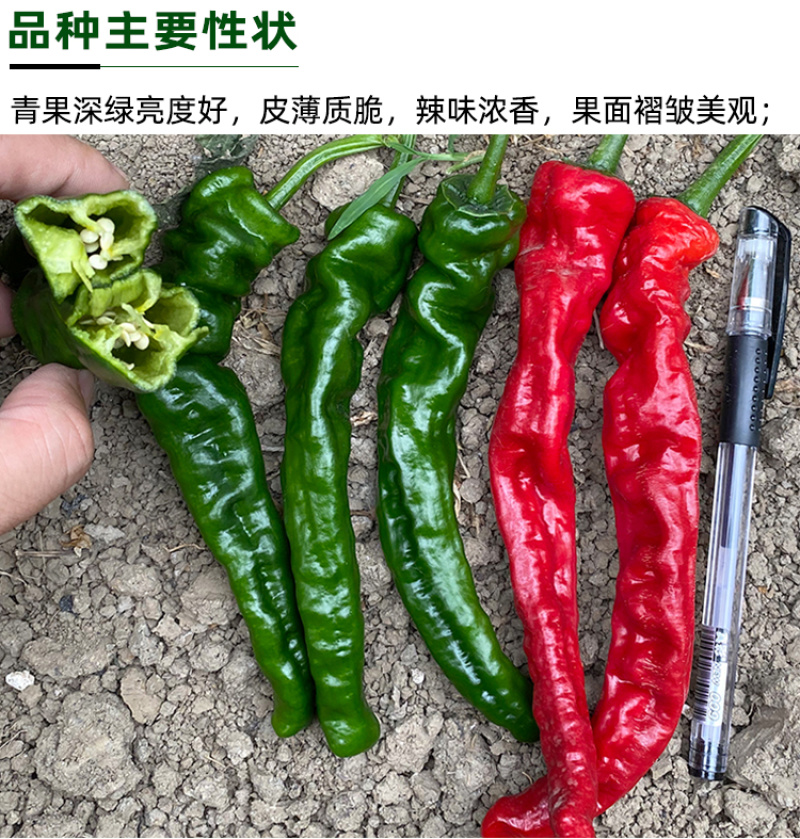 大黑欧雅黑翡翠薄皮辣椒种子北方秋季南方秋冬种植