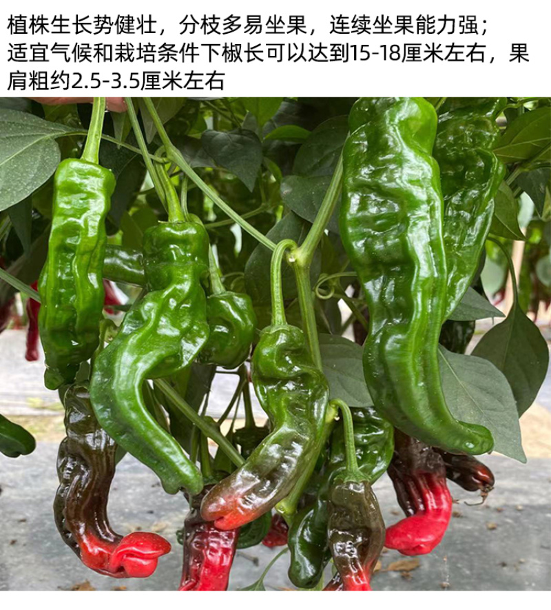 大黑欧雅黑翡翠薄皮辣椒种子北方秋季南方秋冬种植