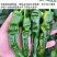 大黑欧雅黑翡翠薄皮辣椒种子北方秋季南方秋冬种植