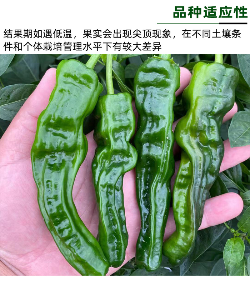 大黑欧雅黑翡翠薄皮辣椒种子北方秋季南方秋冬种植