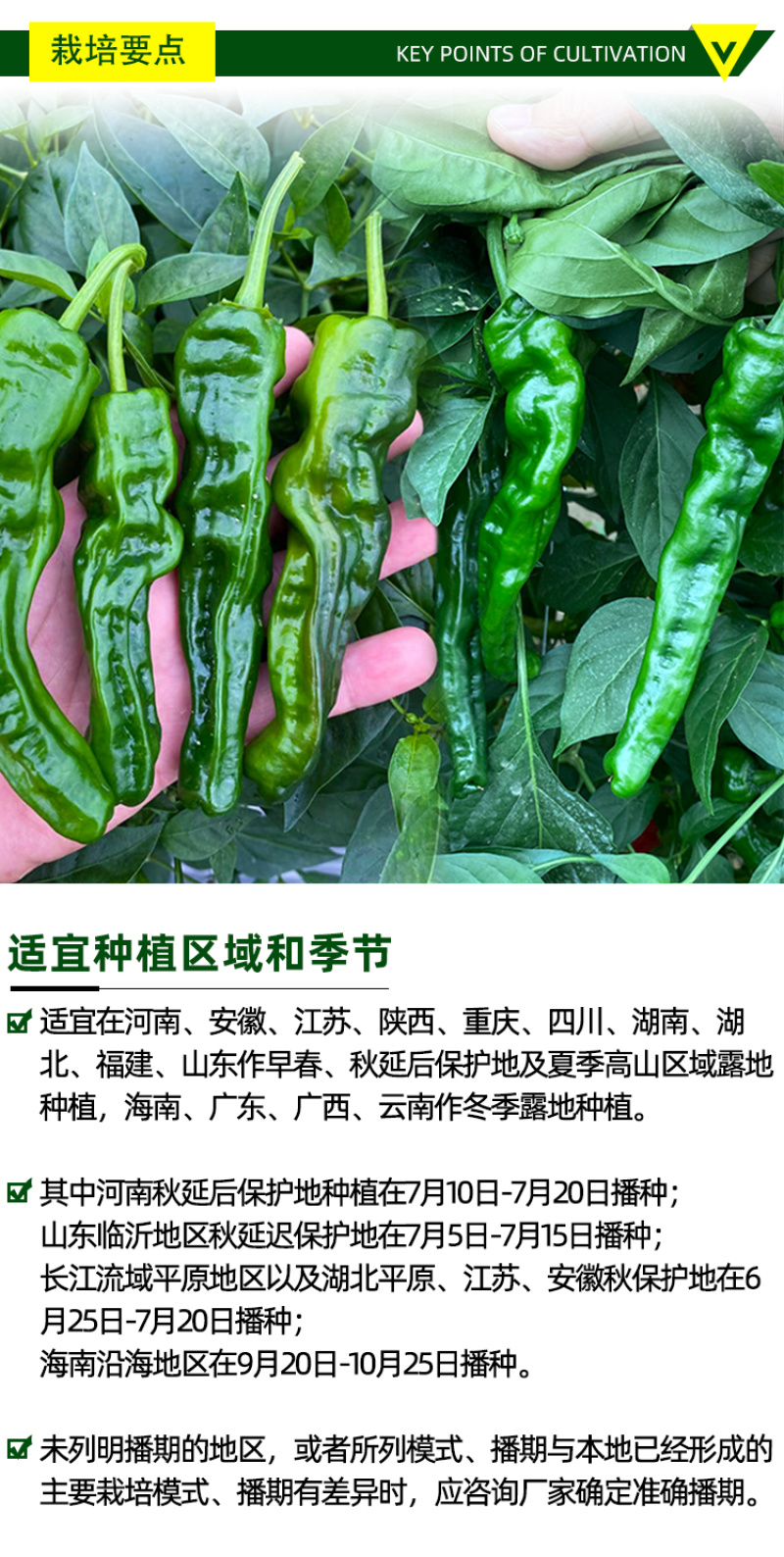 大黑欧雅黑翡翠薄皮辣椒种子北方秋季南方秋冬种植