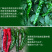 大黑欧雅黑翡翠薄皮辣椒种子北方秋季南方秋冬种植