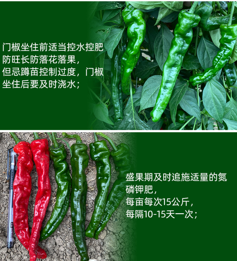 大黑欧雅黑翡翠薄皮辣椒种子北方秋季南方秋冬种植