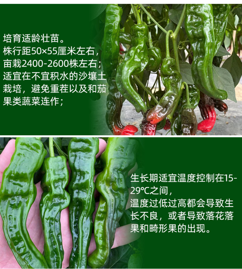 大黑欧雅黑翡翠薄皮辣椒种子北方秋季南方秋冬种植