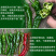 大黑欧雅黑翡翠薄皮辣椒种子北方秋季南方秋冬种植
