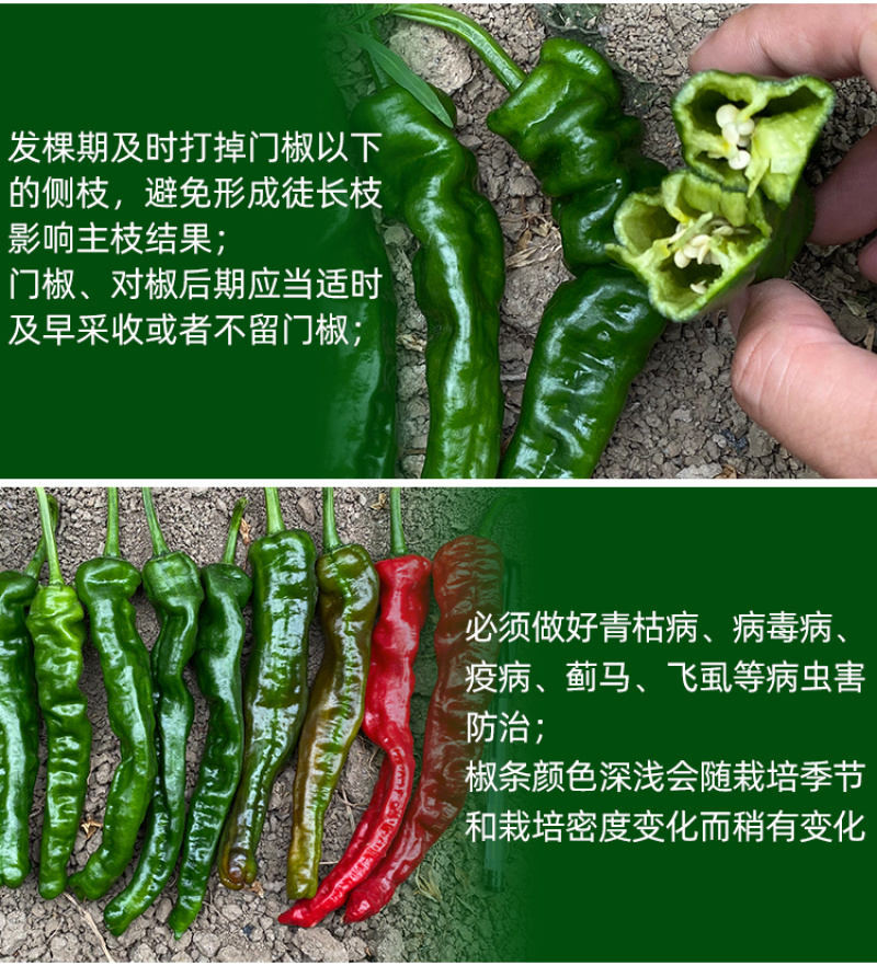大黑欧雅黑翡翠薄皮辣椒种子北方秋季南方秋冬种植