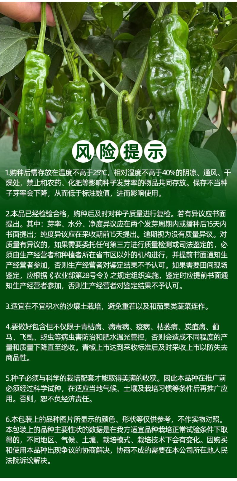 大黑欧雅黑翡翠薄皮辣椒种子北方秋季南方秋冬种植