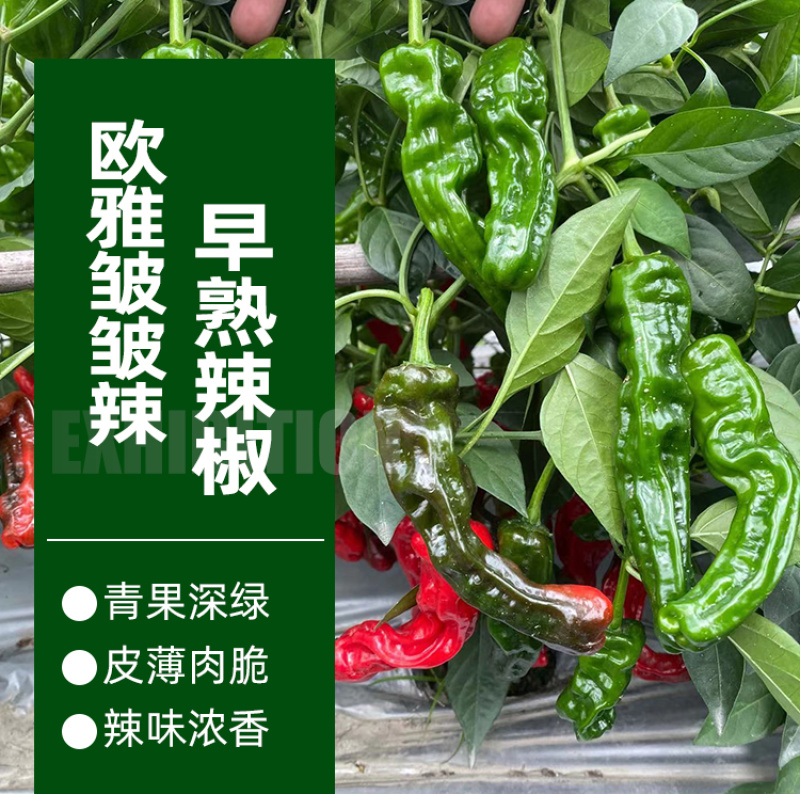 欧雅皱皱辣早熟深绿青果辣椒种子皮薄肉脆辣味浓