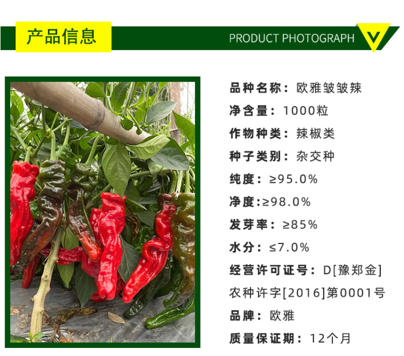 欧雅皱皱辣早熟深绿青果辣椒种子皮薄肉脆辣味浓