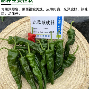 欧雅皱皱辣早熟深绿青果辣椒种子皮薄肉脆辣味浓